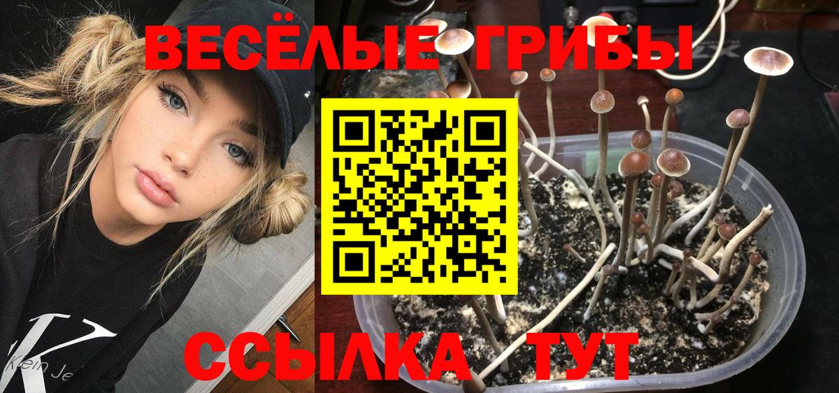 Псилоцибиновые грибы Psilocybe  Вход с VPN  Будённовск  Псилоцибиновые грибы мухоморы 
